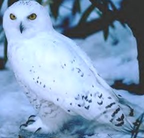 hedwig.jpg